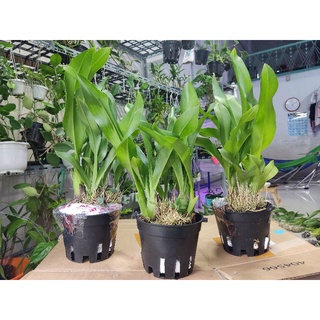 Lan vũ nữ hoàng hậu xanh
