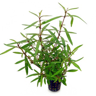 Hồ Liễu Đỏ Thủy sinh