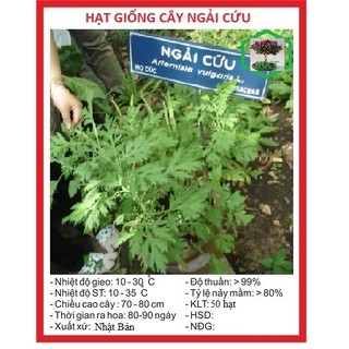 Hạt giống cây ngải cứu - 1 gói 50 hạt