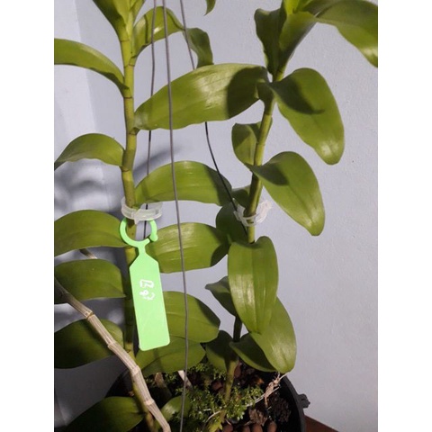 100 thẻ ghi tên lan có móc tiện lợi bền đẹp có 2 màu xanh và trắng