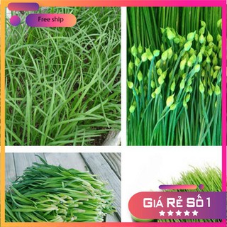 Hạt giống Hẹ Ăn Bông