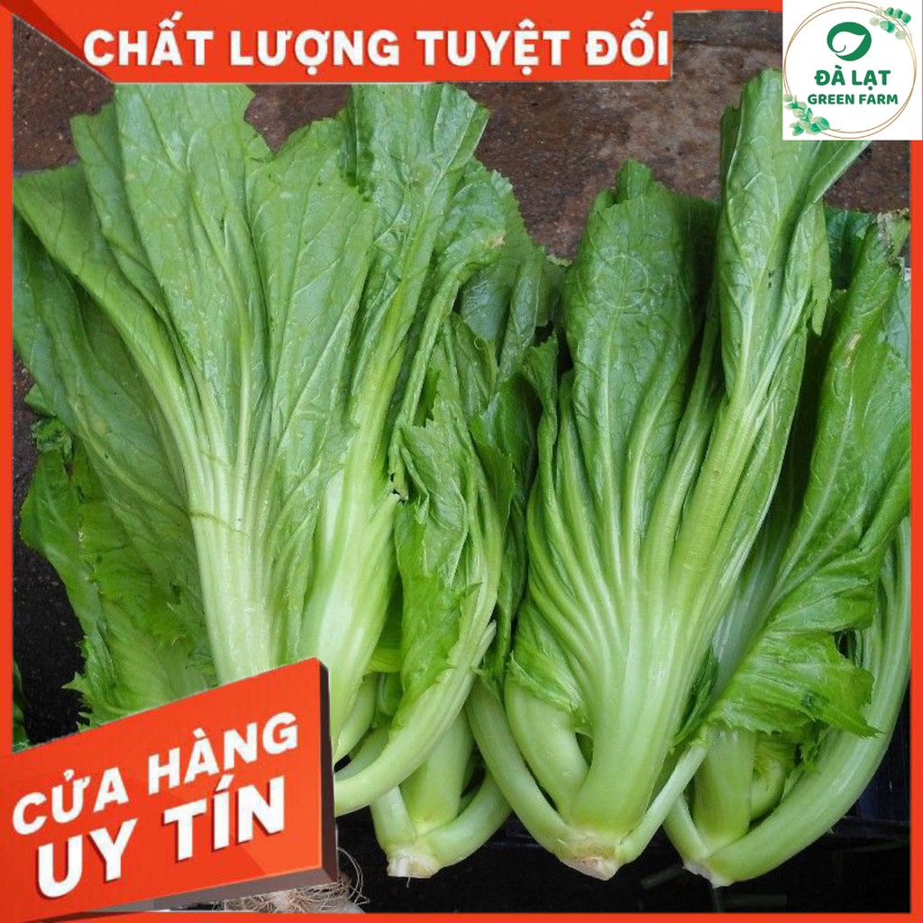 🌱HẠT GIỐNG CẢI BẸ DƯA_25GR🌱