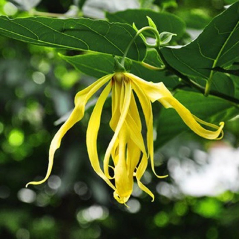 Tinh dầu Ylang - Ylang  cao cấp  L'aturelle chăm sóc da, tóc, tạo hương thơm, gia tăng cảm xúc yêu thương