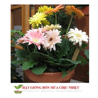 GÓI 100 HẠT GIỐNG HOA ĐỒNG TIỀN MIX ĐẾN MÙA TRỒNG TẾT luckyseed hạt siêu rẻ