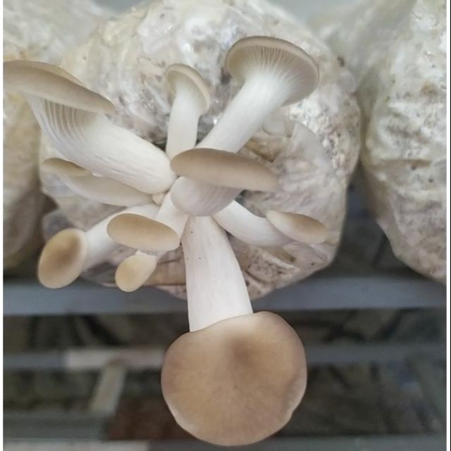 Combo 5 phôi bào ngư xám