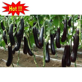 🍀GÓI 100 HẠT CÀ TÍM DÀI CAO SẢN F1🍀