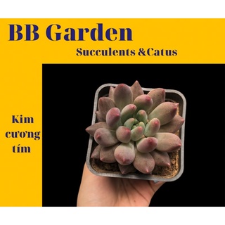 SEN ĐÁ KIM CƯƠNG TÍM