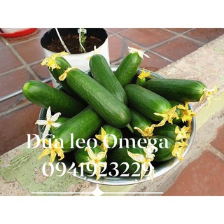 Hạt giống dưa leo Omega Mỹ (5 hạt) siêu ngon