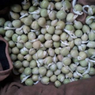 Sỉ 10kg đậu hà lan