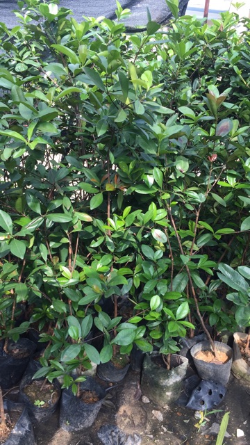 Cây cherry brazil cao m6