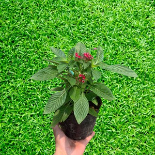 Hoa Diễm Châu Đang Nụ Và Hoa[ CÂY NHƯ HÌNH]