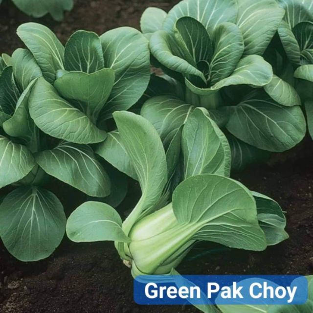 Hũ 1gr (~300 hạt) hạt giống cải nhíp cải thìa xanh GREEN PAK CHOI giống hữu cơ Jonny seed Mỹ