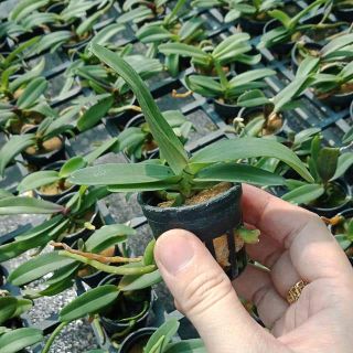 Lan Ngọc điểm Thái cây giống (đai châu - nghinh xuân)