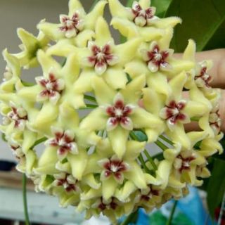 Cây cẩm cù hoya halconensis