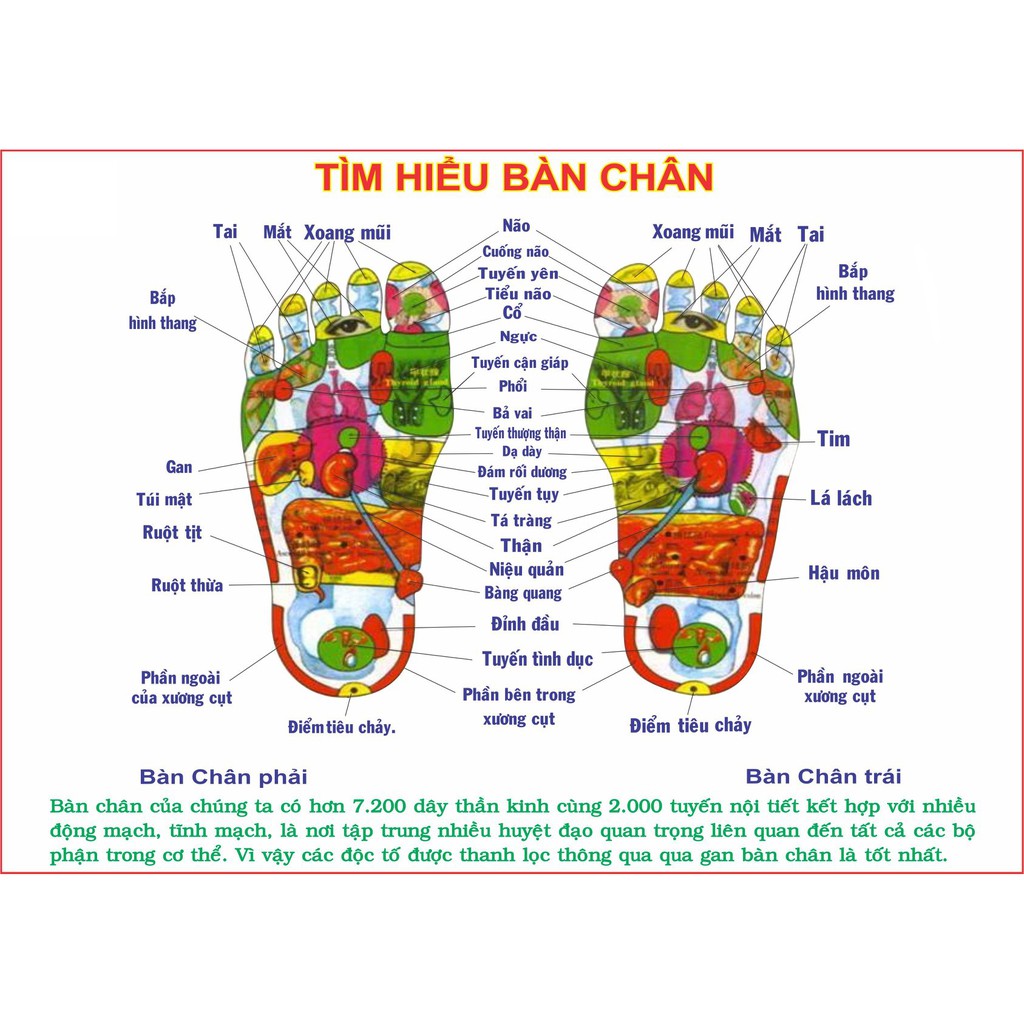 COMBO THẢO MỘC VÀ MUỐI NGÂM CHÂN THẢI ĐỘC CHO MỌI LỨA TUỔI