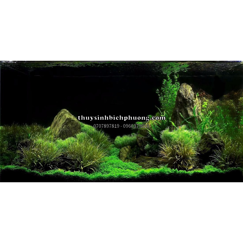 DECAL DÁN HỒ MÀU ĐEN TẠO BỐ CỤC CHO HỒ CÁ THỦY SINH