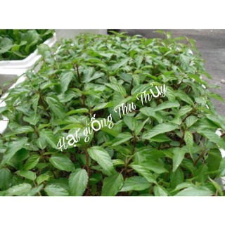 Hạt giống rau đay đỏ VN 20gr