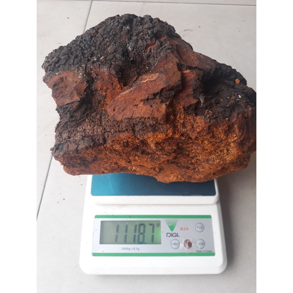 {chính hãng công ty} 1kg Nấm Chaga thô [ Nấm chaga nhập khẩu Siberia có giấy tờ hải quan ]