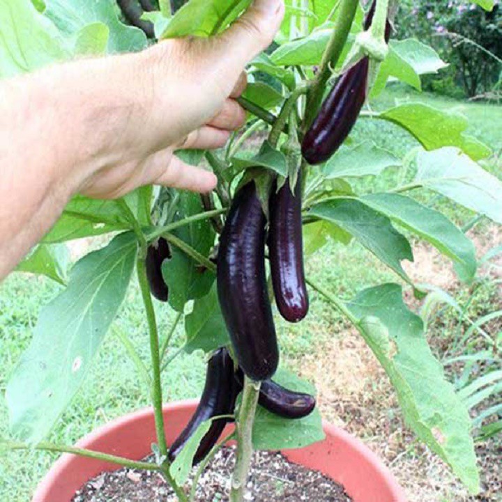 NGUYÊN CHẬU CÂY GIỐNG CÂY CÀ TÍM DÀI , GIỐNG CHUẨN F1