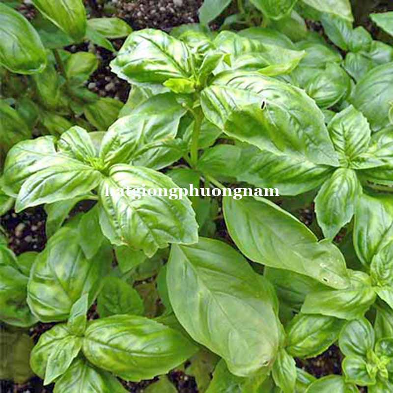 200H - HẠT GIỐNG HÚNG TÂY BASIL