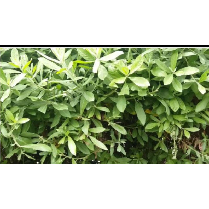 CÚC TẦN TƯƠI (0,5KG )