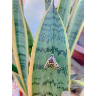 Mồi câu lure mồi ong- mồi côn trùng