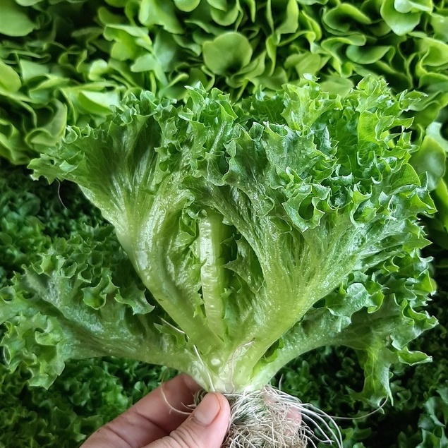 500 HẠT GIỐNG XÀ LÁCH THỦY TINH FRILL THÁI LAN