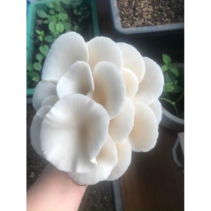 Phôi nấm Sò thái