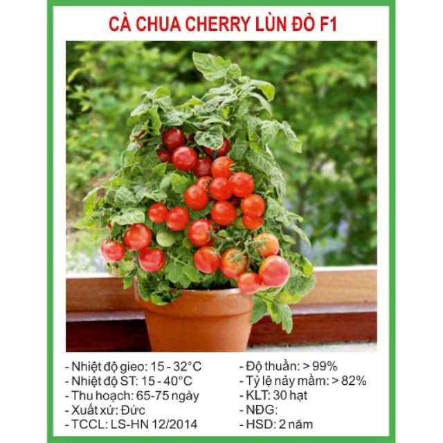 Hạt Giống Cà Chua Lùn Đỏ 30 Hạt bốn mùa ĐẾN MÙA TRỒNG TẾT luckyseed hạt siêu rẻ