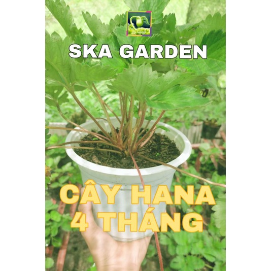 CÂY GIỐNG DÂU TÂY NHẬT HANA/ NHẬT LÙN CHỊU NHIỆT