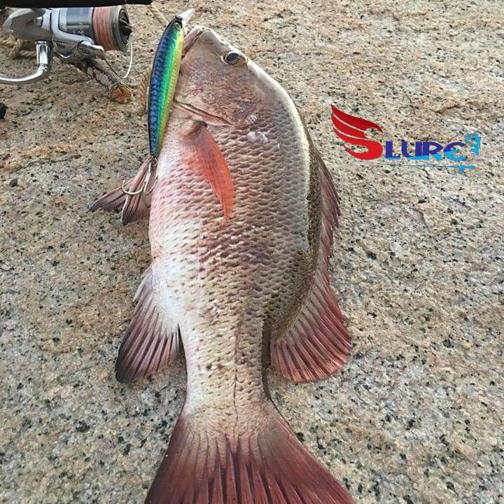 Mồi giả, mồi lure ghềnh, Samurai 26g chính hãng, Slure, câu cá Hồng, cá Nhồng, cá Bè , cá mú...