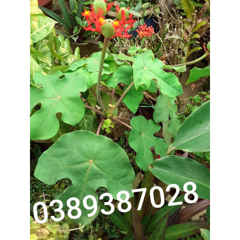 cây ngô đồng cảnh