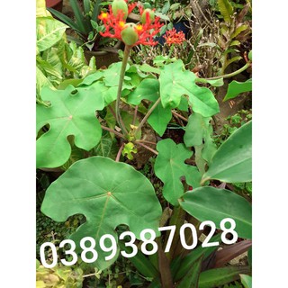 cây ngô đồng cảnh
