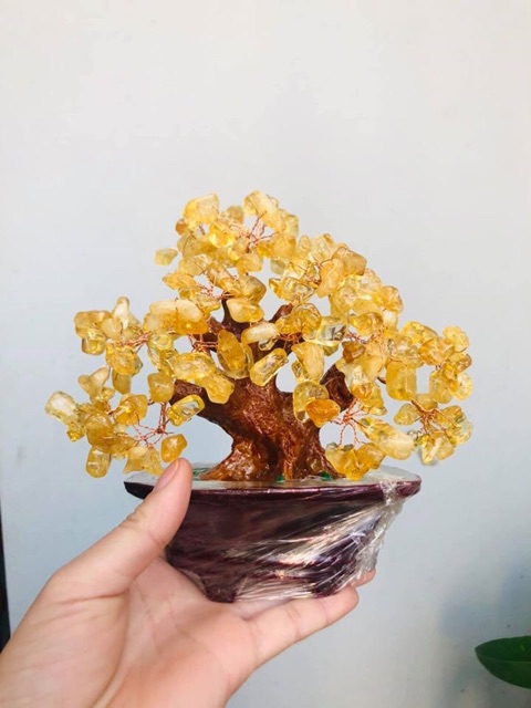 Cây da vàng phong thuỷ mang lại may mắn, tài lộc