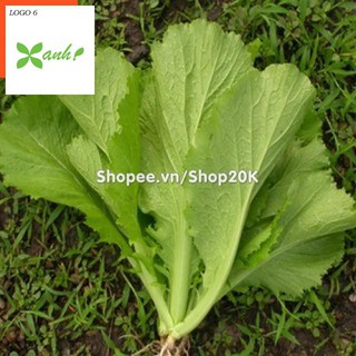 Giống Cải Bẹ Xanh mỡ