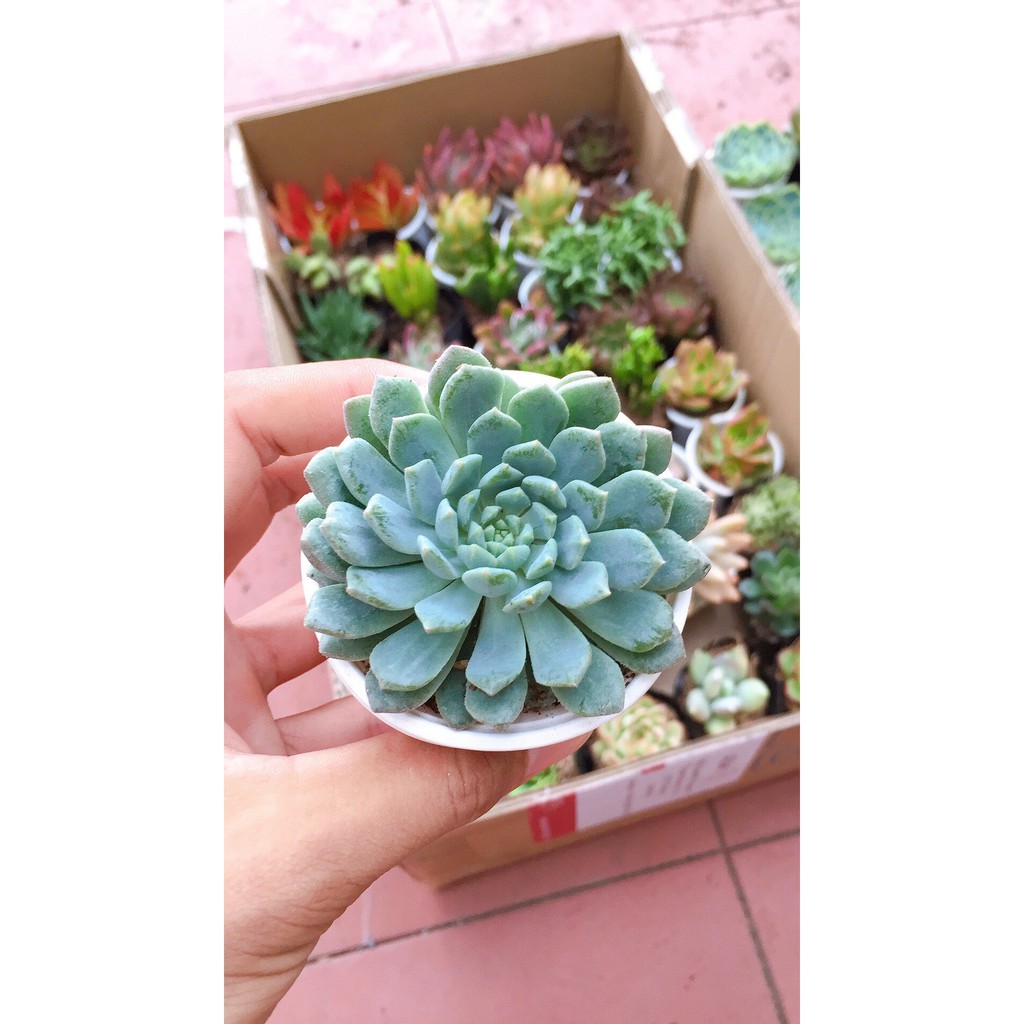 ✅ COMBO 10 CÂY SEN BẦU MIX LOẠI ✅ SIZE 5-7cm- xuất xứ Đà Lạt, khoẻ đẹp, lỗi 1 đổi 1