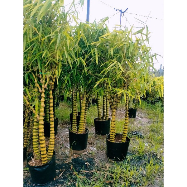 Cây trúc phật bà