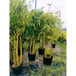 cây trúc phật bà