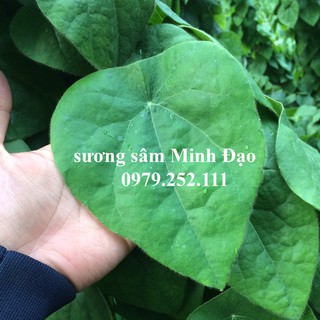 Lá sương sâm khô 200g