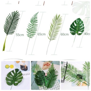 Lá nhựa chụp ảnh