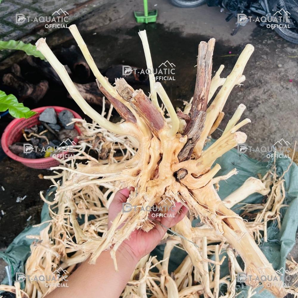 Lũa Thủy Sinh Hải Sa Quỳ (Chọn Theo Kích Thước hồ) Hàng Đẹp - Trang Trí Bể Cá Cảnh, Setup Bể Thủy Sinh