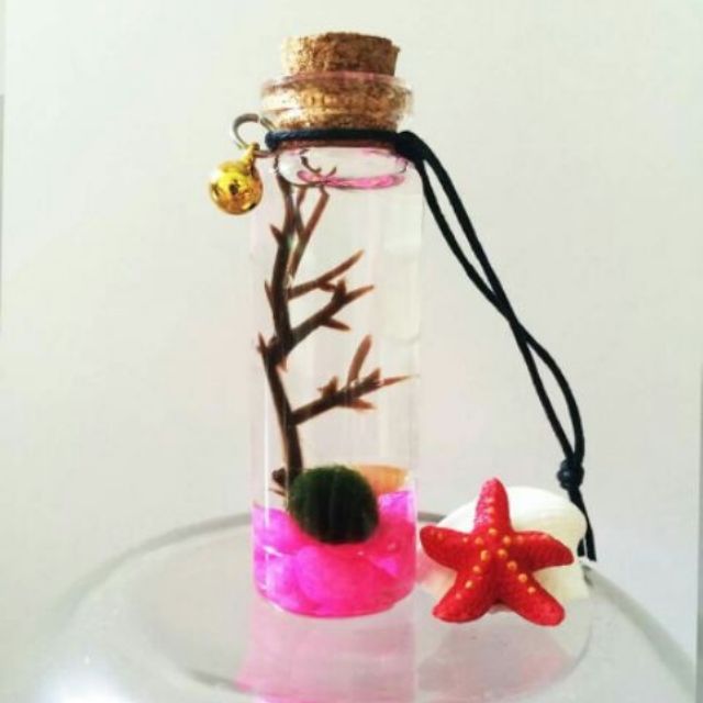 Marimo Tảo Cầu Nhật Bản