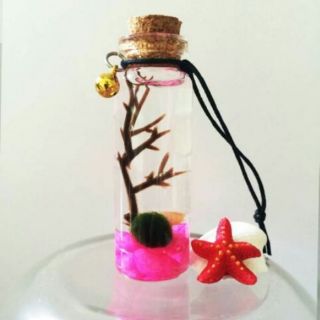 Marimo Tảo Cầu Nhật Bản