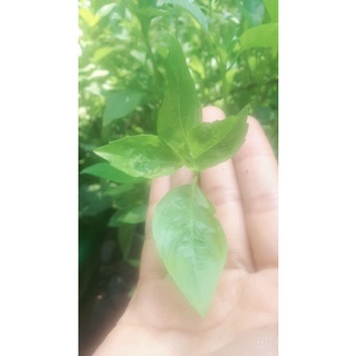 100 HẠT GIỐNG RAU HÚNG QUẾ( QUẾ THƠM)