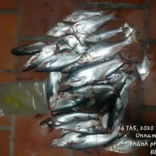 Mồi câu cá Cám Bình Đồng Tháp