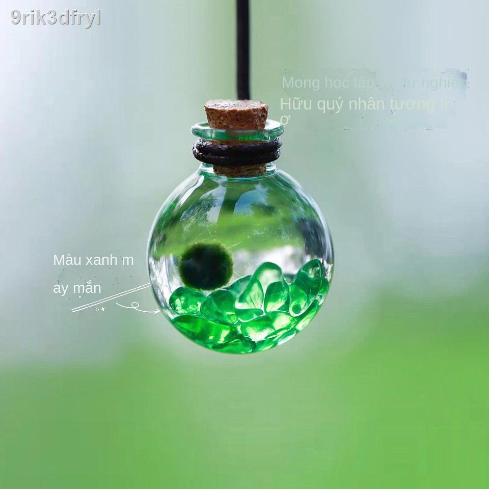 ♦Rong biển bóng vật nuôi marimo tự làm chai di động pha lê sinh thái vi cảnh mong muốn