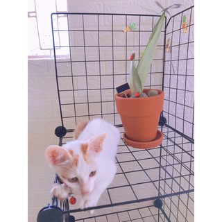 cây lưỡi hổ trắng , lưỡi hổ bạc