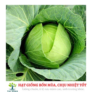 Hạt giống bắp cải f1 nhật bản 1g chịu nhiệt - ảnh sản phẩm 1