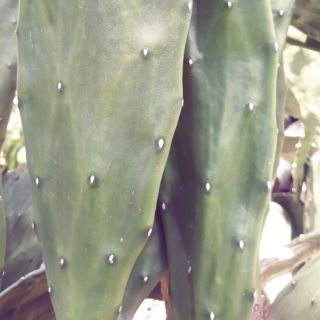 Cây lưỡi rồng . Họ xương rồng không gai . 30 bẹ giống 150k .