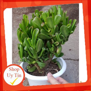 Ống điếu cổ thụ🍏 |FREESHIP| 🔥 XỨ NÓNG, ĐÃ THUẦN KHÍ HẬU, KHOẺ ĐẸP 🍏 LỖI 1 ĐỔI 1